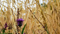 obilí cornflower-8104479 1280